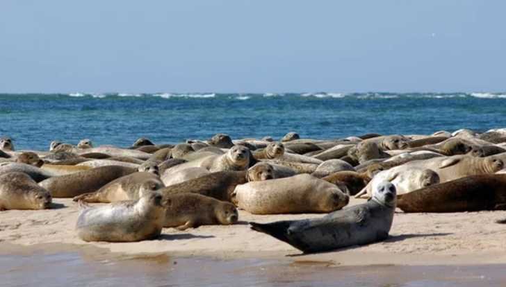 Blakeney, Norfolk – Seal Watching & Salt Marshes