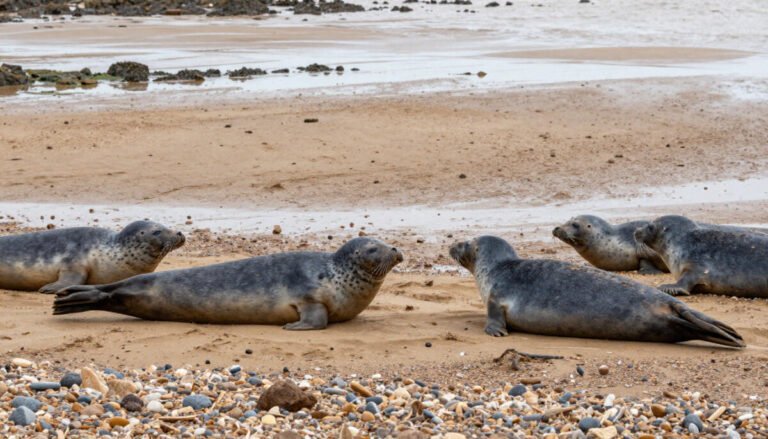 Blakeney Point, Norfolk – Where You Can Walk With Seals