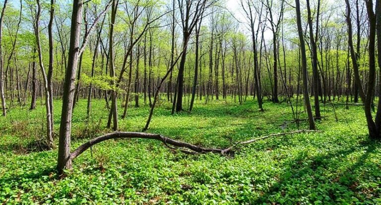 Volo Bog State Natural Area