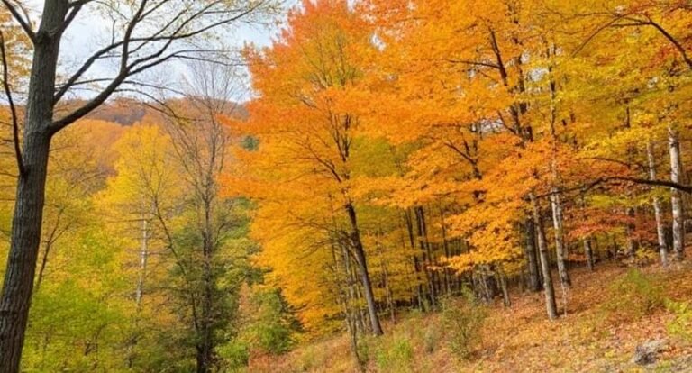 Lost Maples State Natural Area – Fall Colors Like the Northeast