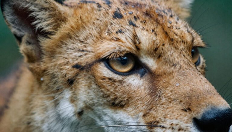 Close up view of exotic animals at a London wildlife park, highlighting zoo exhibits and outdoor nature experiences.