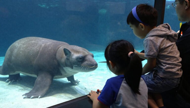 Georgia Aquarium – Best for Younger Kids & First Time Animal Encounters