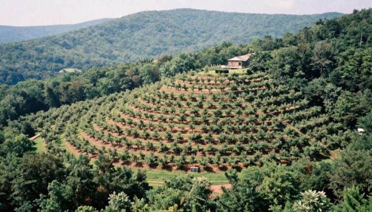 Justus Orchard – Hendersonville, NC