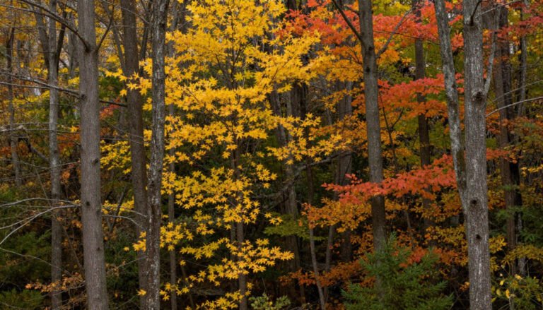 Uwharrie National Forest – Underrated Fall Color Gem