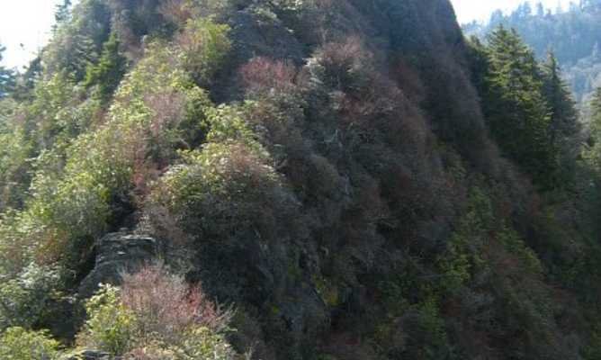 Chimney Tops Trail – Steep, Short, and Worth It