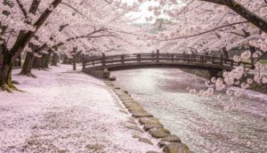 Scenic Cherry Blossoms in Washington D.C