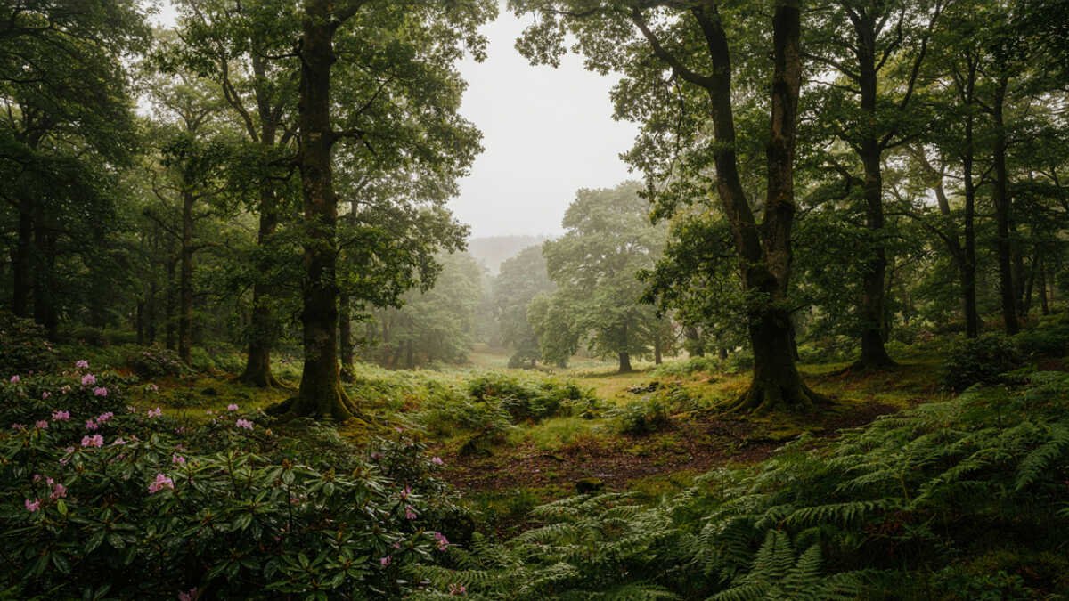 Ancient Rainforests in England