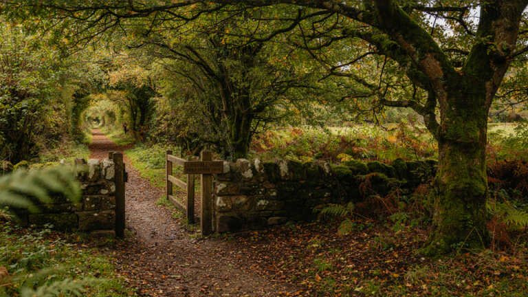 Ausewell Wood, Devon