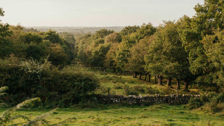 Avon Valley Woods, Devon