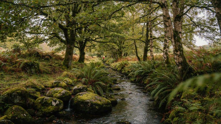 Borrowdale Rainforest, Cumbria