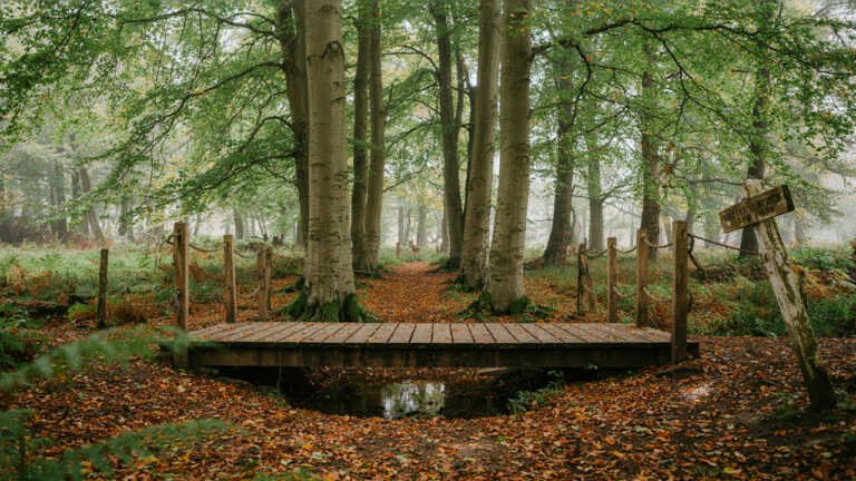 Bovey Valley Woods, Devon