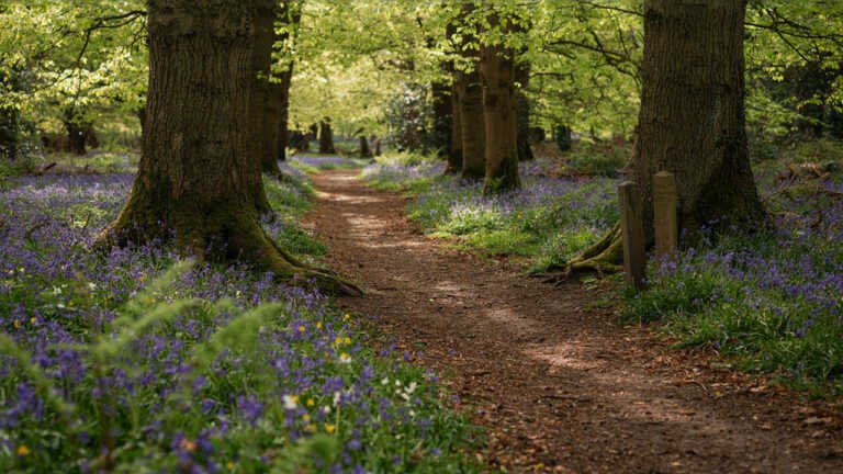 Buckland Wood, Devon
