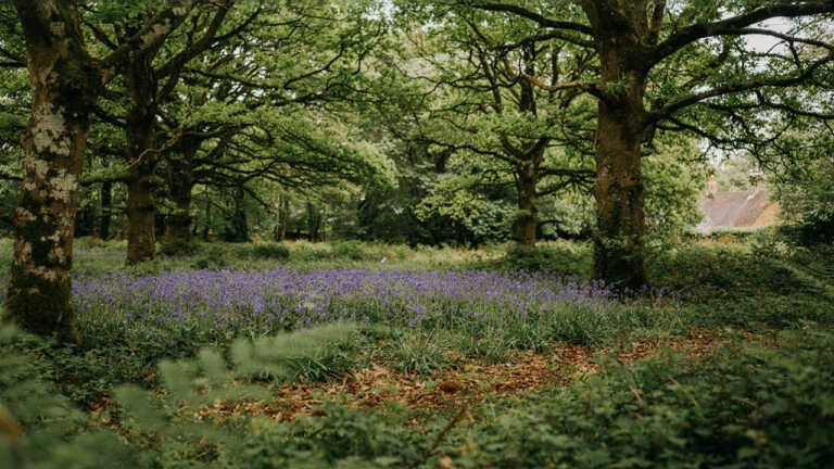 Dunsford Woods, Devon