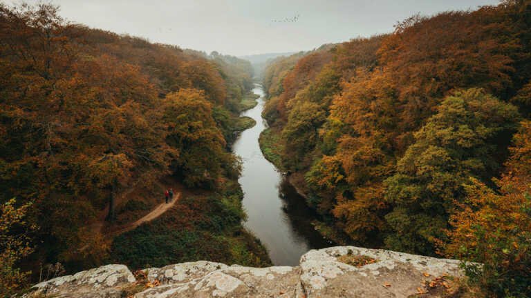 Fingle Woods, Devon