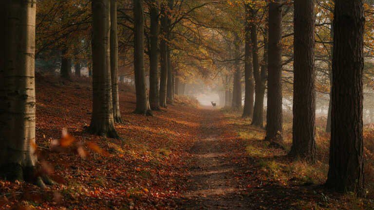 Forest of Dean – Gloucestershire