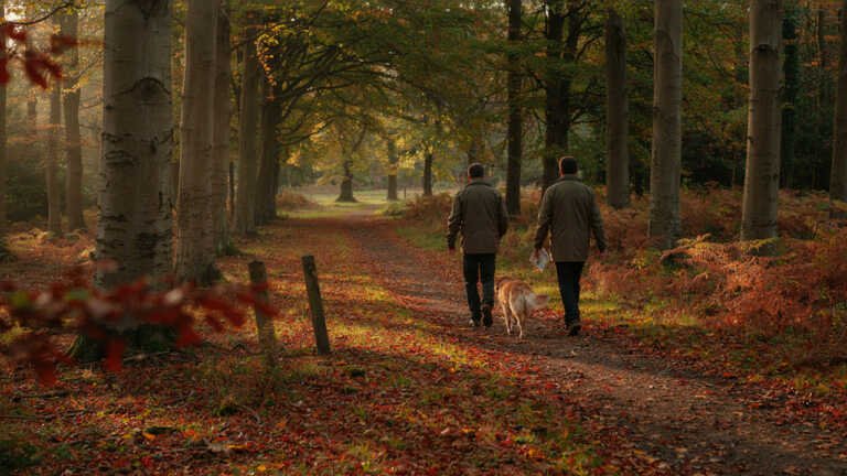 New Forest – Hampshire