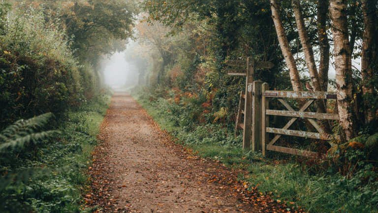 Shaptor Woods, Devon