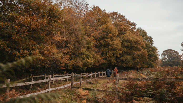 Sherwood Forest – Nottinghamshire