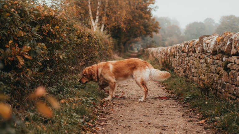 Westonbirt to the Cotswolds – Gloucestershire