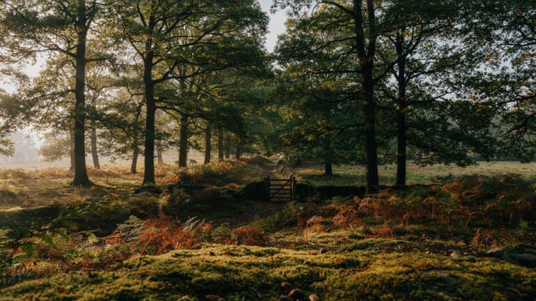 Whilton Wood, Devon