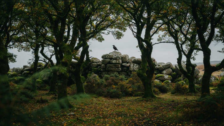 Wistmans Wood, Dartmoor