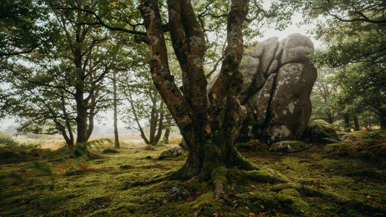 Wistmans Wood and Dartmoors Ancient Woodland Landscape, Devon