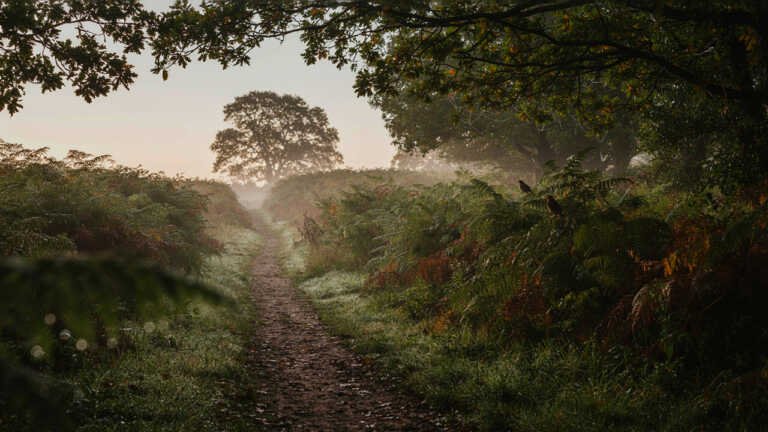 Wray Woods, Cumbria