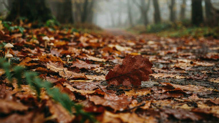 Wychwood Forest – Oxfordshire