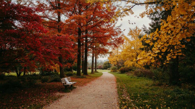 Best Places to See Fall Foliage in Sydney
