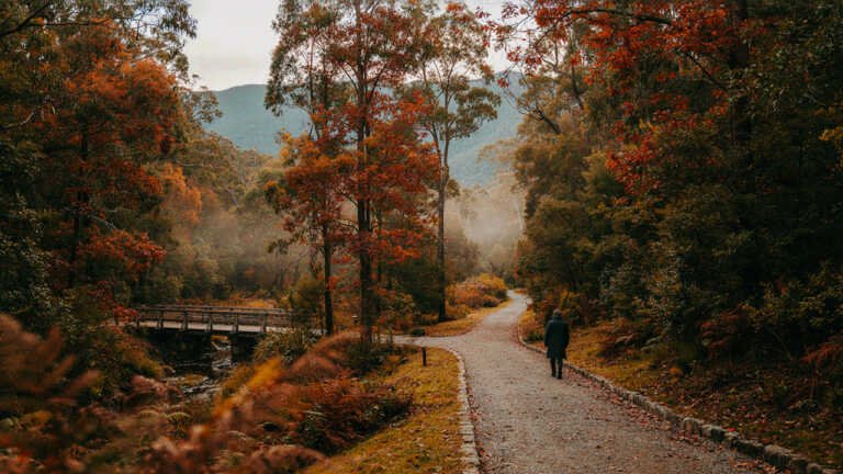 Blue Mountains Botanic Garden Mount Tomah
